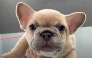 French Bulldog